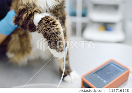 Vet measures a tomcat's blood pressure. Veterinarian doctor examining a Maine Coon cat at veterinary clinic. Pet health. 112716168
