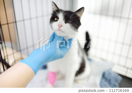 Homeless or lost cat is in a big cage in vet clinic or animal shelter. Hotels for pets. Overexposure of pets. Protection, treatment, vaccination, adoption of homeless animals. Spay Day Homeless or lost cat is in a big cage in vet clinic or animal shelter. Hotels for pets. Overexposure of pets. Protection, treatment, vaccination, adoption of homeless animals. Spay Day 112716169