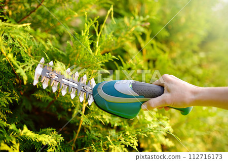 Close up of female gardener hands. Woman trimming thuja hedge in domestic garden on sunny summer day. Landscape design. 112716173