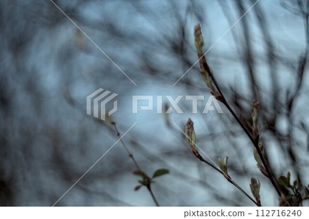 tree in the snow 112716240