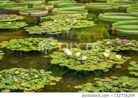 漂浮在池塘的荷花花 漂浮在池塘的荷花花 112716289