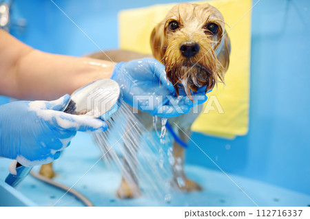 Dog grooming salon. Skillful female groomer washing cute terrier dog using shampoo. Pet care in veterinary clinic. 112716337