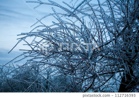 Icing in the world of branch with long green needles covered with a thin layer of ice on a winter 112716393
