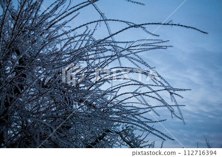 Icing in the world of branch with long green needles covered with a thin layer of ice on a winter Icing in the world of branch with long green needles covered with a thin layer of ice on a winter 112716394