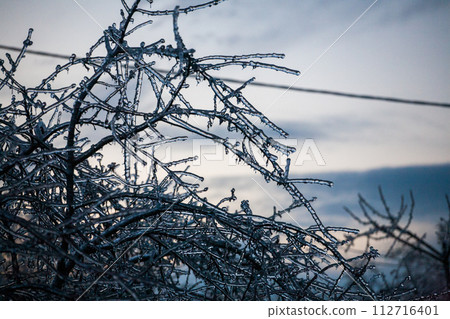 Icing in the world of branch with long green needles covered with a thin layer of ice on a winter 112716401