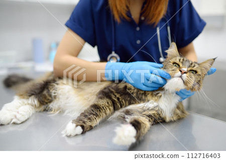 Professional veterinarian examining a Maine Coon cat at a veterinary clinic. Pet examination and vaccination in the veterinary office. Doctor checks a fluffy tomcat for fleas and ticks 112716403