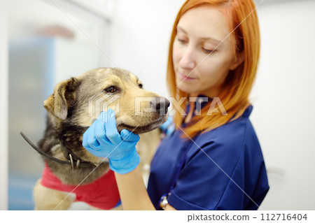 Veterinarian examines a large dog in veterinary clinic. Vet doctor applied a medical bandage for pet during treatment after the injury or surgery operation. Anesthesia for animals Veterinarian examines a large dog in veterinary clinic. Vet doctor applied a medical bandage for pet during treatment after the injury or surgery operation. Anesthesia for animals 112716404