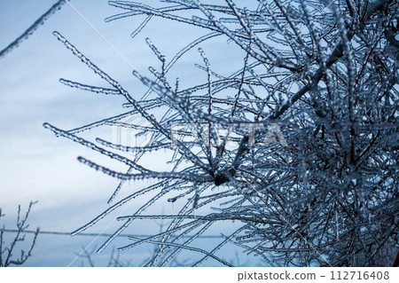 Icing in the world of branch with long green needles covered with a thin layer of ice on a winter Icing in the world of branch with long green needles covered with a thin layer of ice on a winter 112716408