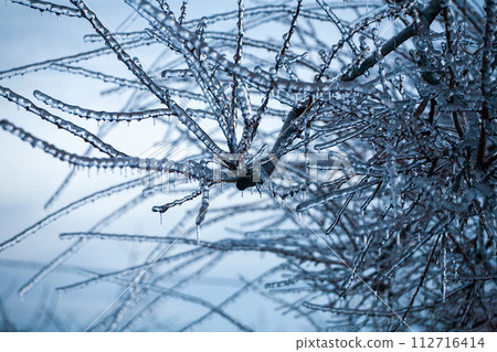 Icing in the world of branch with long green needles covered with a thin layer of ice on a winter 112716414