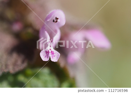 Himeodorikosou花 Himeodorikosou花 112716596