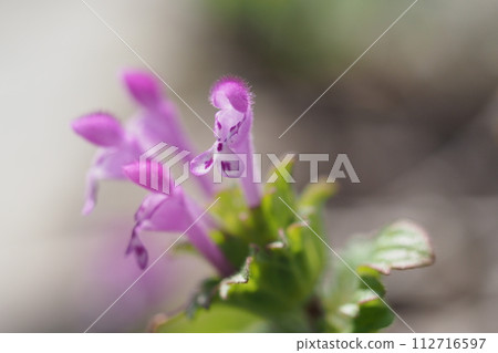 Hotokenoza花 Hotokenoza花 112716597