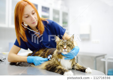 Veterinarian examines health cat of Maine Coon breed in veterinary clinic. Vet doctor listening breath to pet using stethoscope. Care animal. Checkup, tests and vaccination in vet office Veterinarian examines health cat of Maine Coon breed in veterinary clinic. Vet doctor listening breath to pet using stethoscope. Care animal. Checkup, tests and vaccination in vet office 112716598