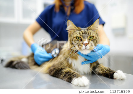Veterinarian examines health cat of Maine Coon breed in veterinary clinic. Vet doctor listening breath to pet using stethoscope. Care animal. Checkup, tests and vaccination in vet office 112716599