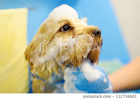 Dog grooming salon. Skillful female groomer washing cute terrier dog using shampoo. Pet care in veterinary clinic. 112716601