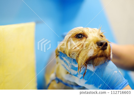 Dog grooming salon. Skillful female groomer washing cute terrier dog using shampoo. Pet care in veterinary clinic. 112716603