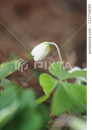 Komiyama Oxalis bud Komiyama Oxalis bud 112716694