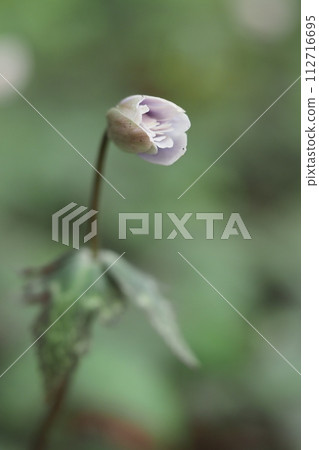 Yukiwari strawberry buds Yukiwari strawberry buds 112716695