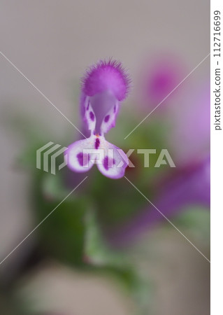 Hotokenoza花 112716699