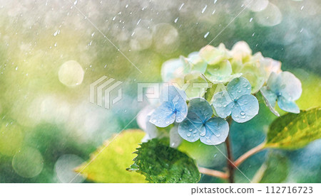 雨中淺藍色繡球花的插圖，帶有特寫水彩風格 112716723