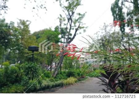 Russelia equisetiformis Schlecht flower 112716725