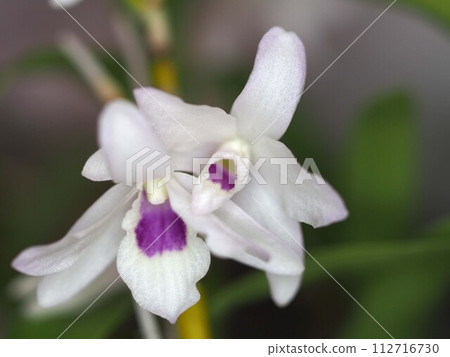 close up of dendrobium flower 112716730