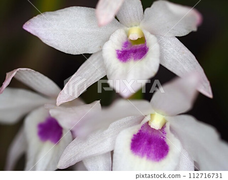 close up of dendrobium flower close up of dendrobium flower 112716731
