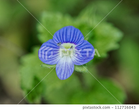 Flowers of the plantago family, genus staghorn Flowers of the plantago family, genus staghorn 112716843