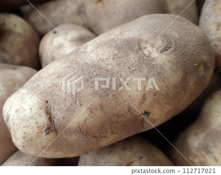 Russel Potatoes on display at Farmers Market Russel Potatoes on display at Farmers Market 112717021