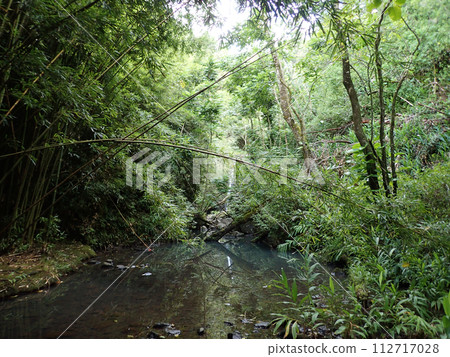 Stream surrounded by bamboo and boulder rocks runs through lush green forest 112717028