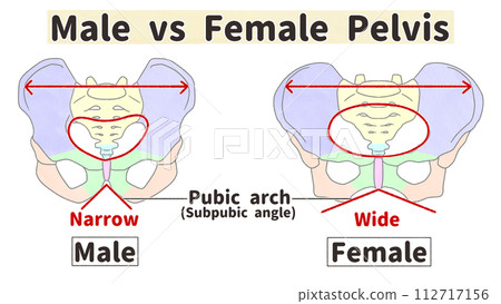 男女骨盆對比－簡單易懂的英文圖解 112717156