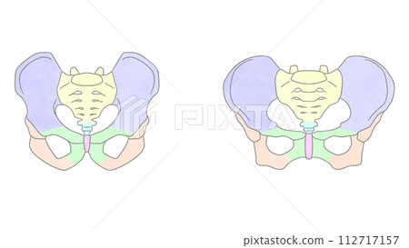 男性與女性骨盆對比－簡單易懂的圖解 112717157