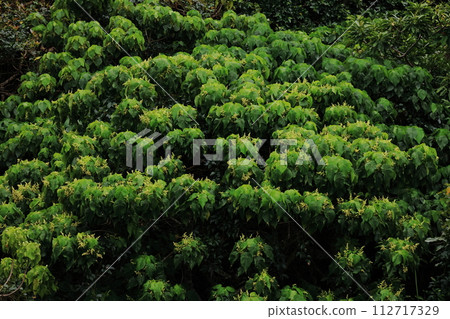 Natural plant Macaranga tanarius, a subtropical evergreen tree with characteristic large leaves. In Okinawa, it can also be seen in parks as a shade tree. Natural plant Macaranga tanarius, a subtropical evergreen tree with characteristic large leaves. In Okinawa, it can also be seen in parks as a shade tree. 112717329