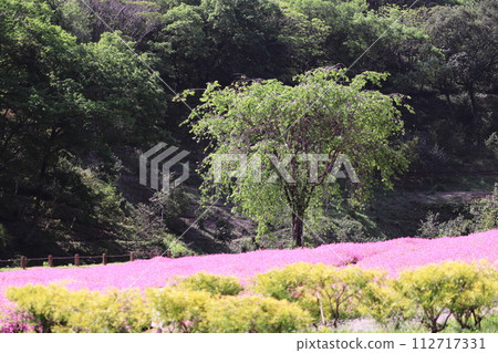 美麗的綠化和苔蘚福祿考 美麗的綠化和苔蘚福祿考 112717331