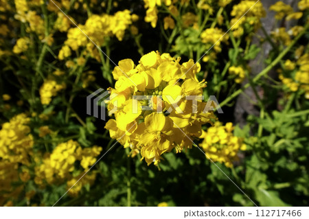 Landscape with rape blossoms Landscape with rape blossoms 112717466