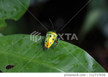 Nanahoshiki stink bug (Photo location: Urasoe Park) 112717636