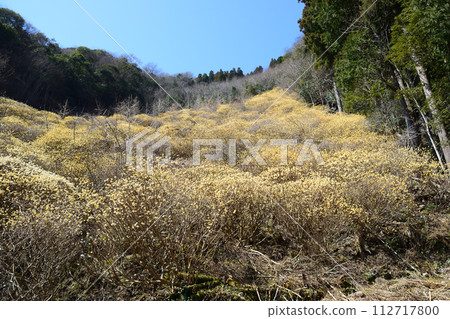 Takabayama Mitsumata 112717800