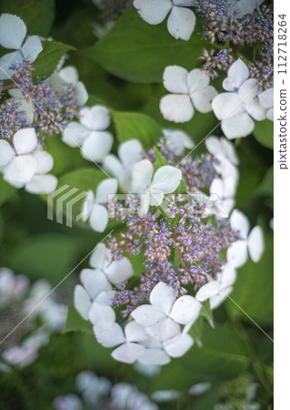 White hydrangea flowers 112718264
