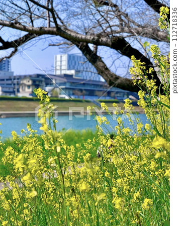 透過盛開的油菜花看到大戶川河畔露台（大戶川綠地/愛知縣岡崎市） 112718336