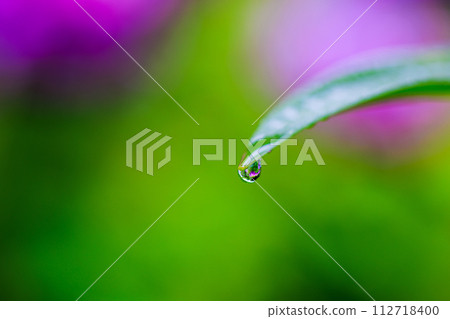 雨後花葉上的一滴水 雨後花葉上的一滴水 112718400
