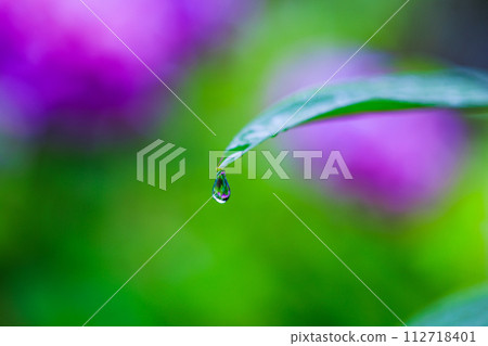 雨後花葉上的一滴水 雨後花葉上的一滴水 112718401