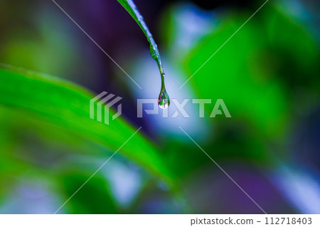A drop on the leaf of a flower after the rain A drop on the leaf of a flower after the rain 112718403