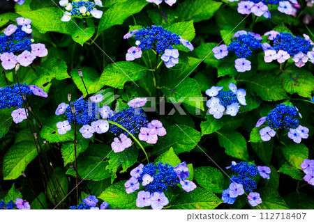 Raindrops on a hydrangea flower that looks good after the rain Raindrops on a hydrangea flower that looks good after the rain 112718407