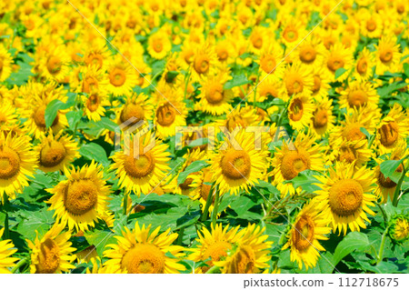 sunflower sunflower 112718675