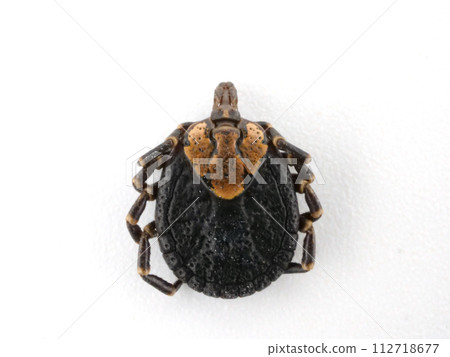 Close-up of a contracted tick seen from above Close-up of a contracted tick seen from above 112718677