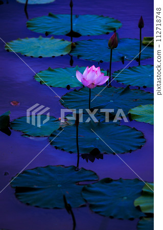 A single lotus flower floating on the surface of the water A single lotus flower floating on the surface of the water 112718748