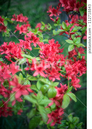 Red azalea flower Red azalea flower 112718843