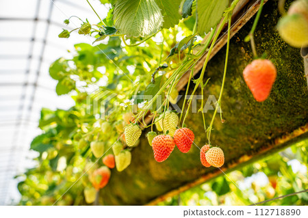 Strawberry picking/Nirayama Strawberry 112718890