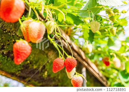 Strawberry picking/Nirayama Strawberry 112718891