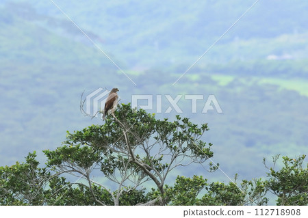 Creatures: Wild birds: Siberian butterflies, searching for prey on a tree that can be seen from meadows to forests ② Creatures: Wild birds: Siberian butterflies, searching for prey on a tree that can be seen from meadows to forests ② 112718908