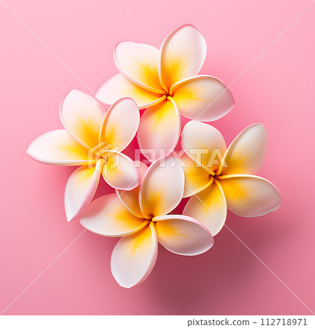雞蛋花、雞蛋花 112718971
